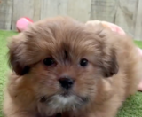 Shih Pom Puppies For Sale Windy City Pups